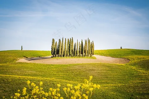 绿色大麦田油菜花自然景观3