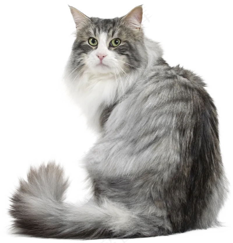 可爱猫咪摄影