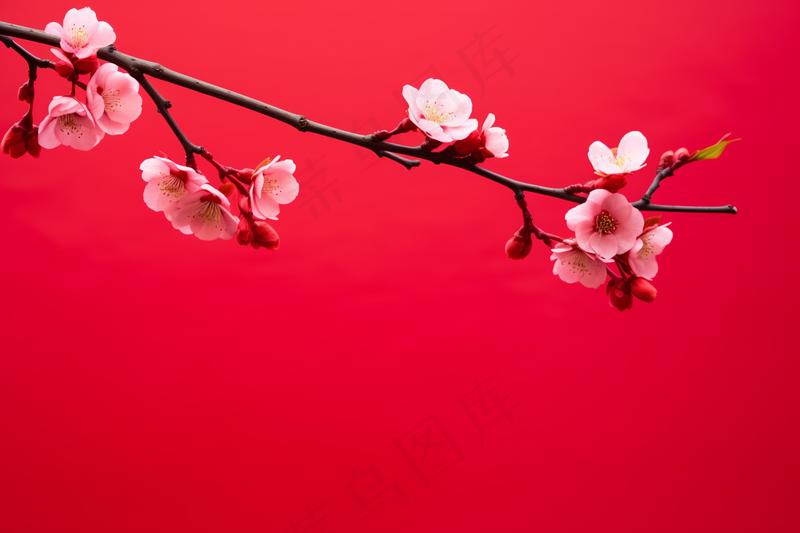冬季梅花腊梅红色背景摄影图(4032x2688)