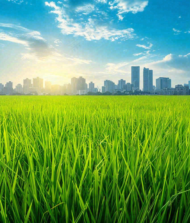 水稻农田生长远处城市落日余晖小满芒种摄影图