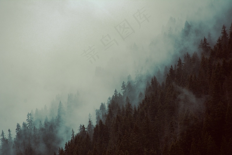 云雾森林图片