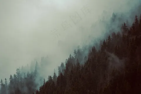 云雾森林图片 云雾森林图片