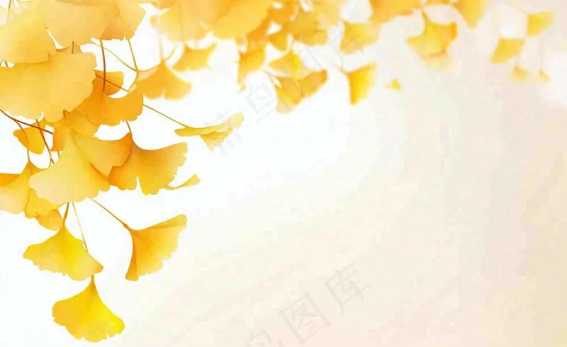 秋天银杏树黄叶落叶立秋秋分手绘插画背景(1408x864)