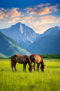 新疆美景骏马草原吃草放牧草原高原山脉摄影图