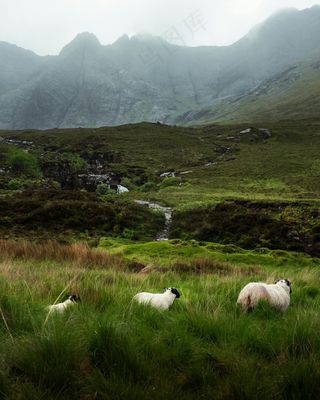 宁静山谷中的悠闲羊群