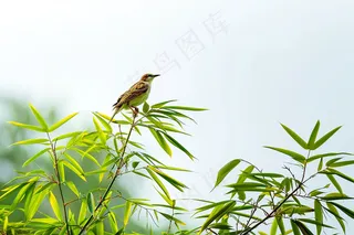 绿色竹叶上的小鸟竹林摄影图