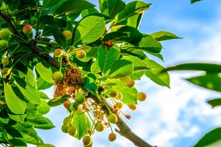 樱桃树上的未成熟的水果2