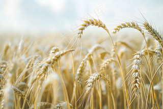 金秋麦芒麦穗秋收摄影图