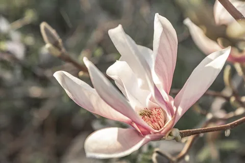 户外玉兰花花朵 户外玉兰花花朵