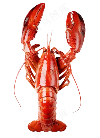 一只大龙虾