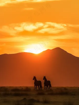 夕阳落日草原奔跑驰骋的骏马美景摄影图
