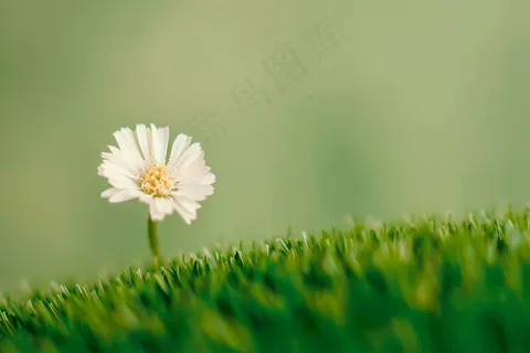 白色小花朵小雏菊春夏绿草地摄影图