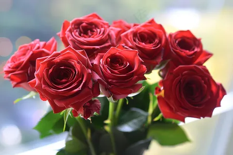 玫瑰花鲜花花朵摄影图 玫瑰花鲜花花朵摄影图