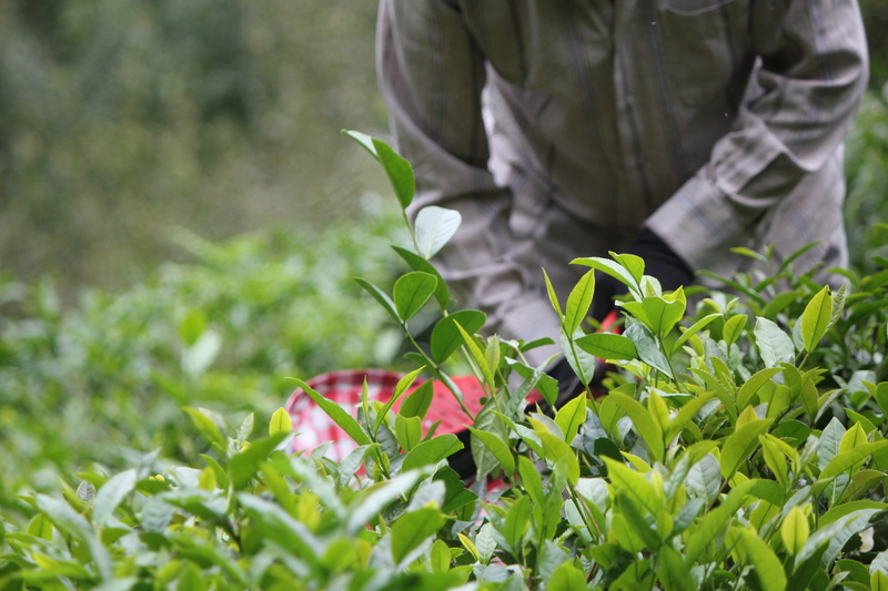 户外采摘茶叶茶园