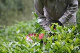 户外采摘茶叶茶园