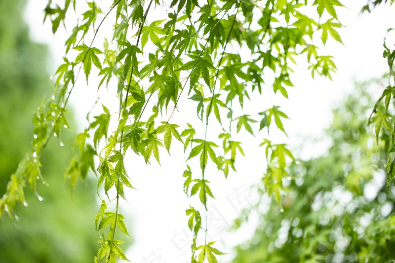 绿色树叶自然背景