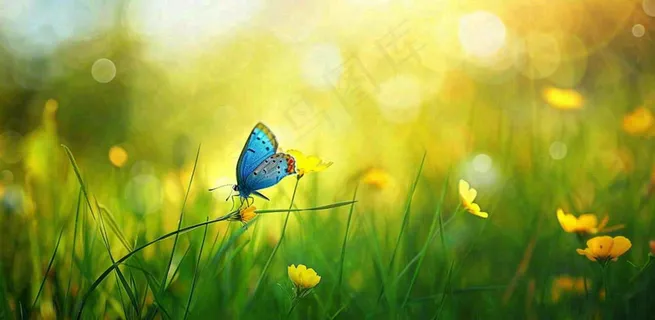 春暖花开阳光下花朵上的蝴蝶立春春分惊蛰摄影图