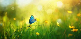 春暖花开阳光下花朵上的蝴蝶立春春分惊蛰摄影图