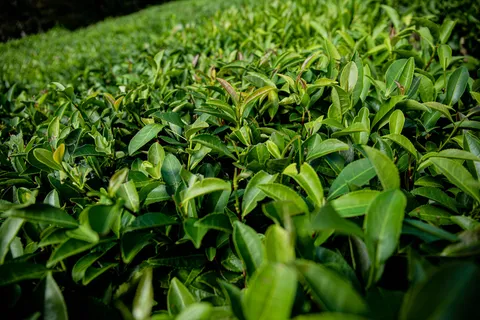 户外茶叶茶园 户外茶叶茶园