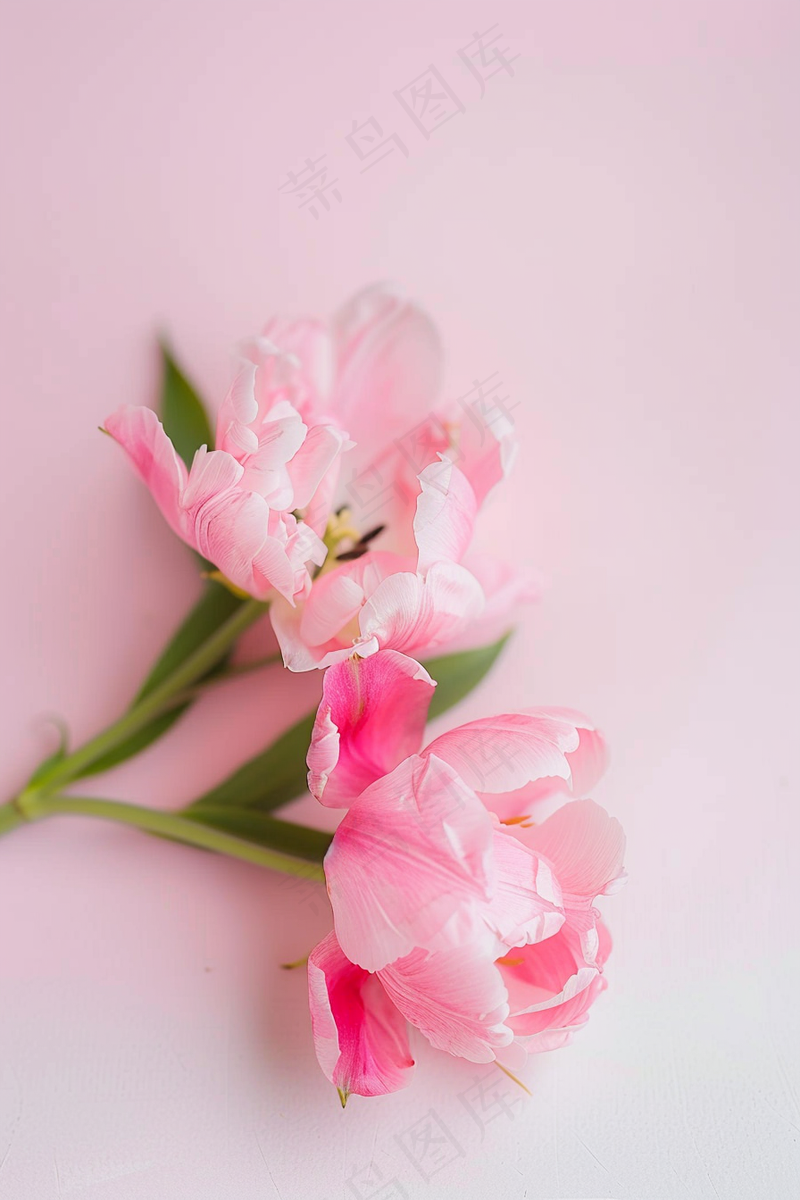 春日樱花花朵摄影图(2688x4032)