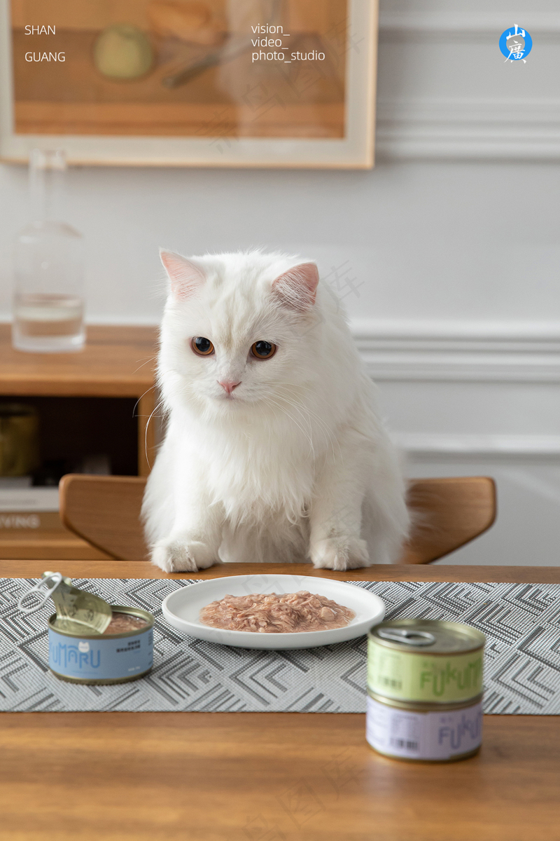 可爱猫咪摄影
