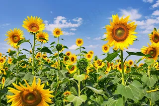 向日葵向阳鲜花摄影图