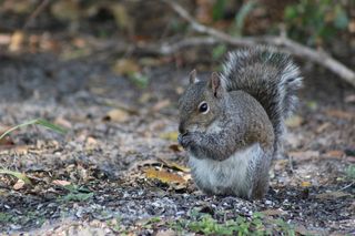 户外可爱松鼠动物