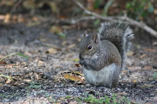 户外可爱松鼠动物