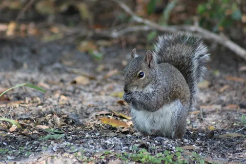 户外可爱松鼠动物 户外可爱松鼠动物