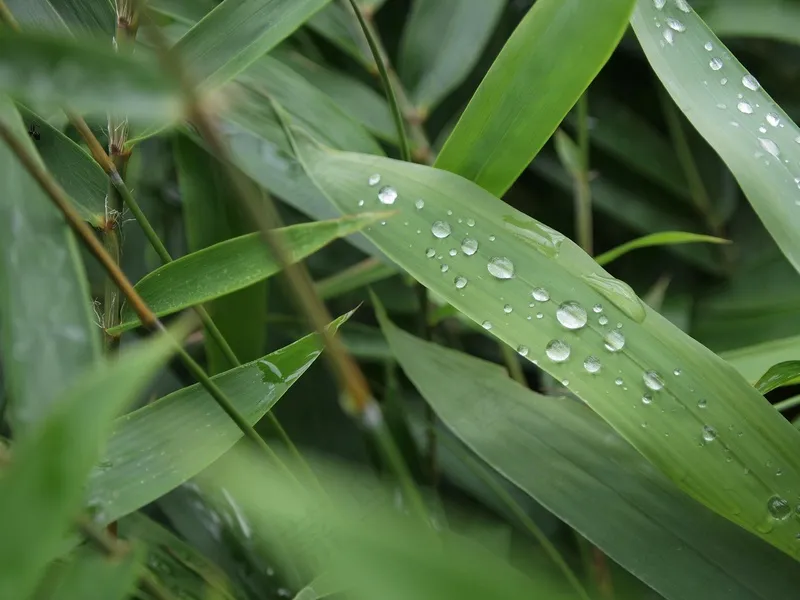翠竹竹林竹叶