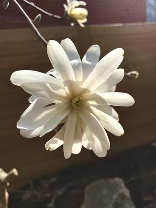 户外玉兰花花朵