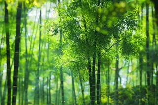 春夏竹林绿色清凉摄影图