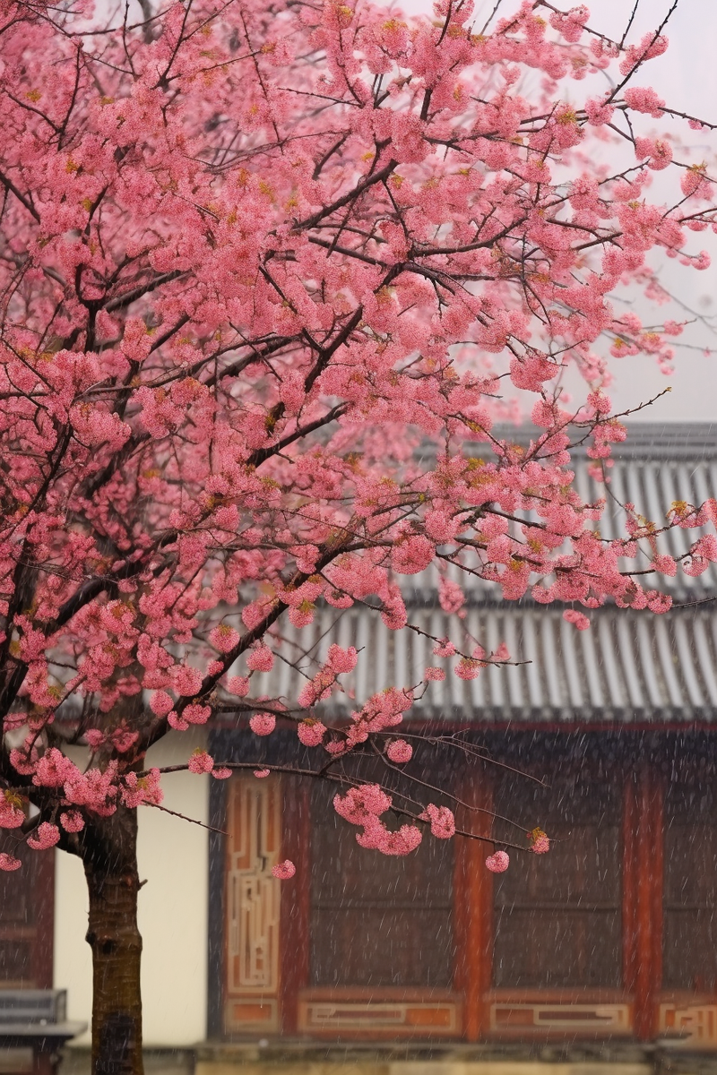 粉梅花春天桃花樱花树枝抽新芽摄影图