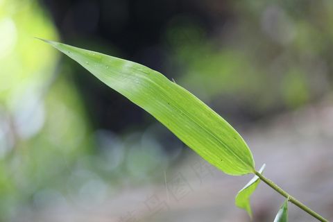 户外翠竹竹叶