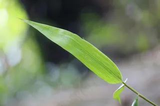 户外翠竹竹叶