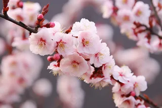 粉梅花春天桃花樱花树枝抽新芽摄影图