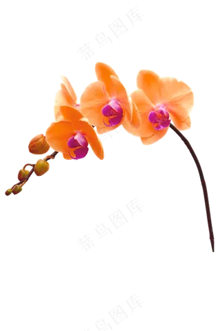 橙红色蝴蝶兰——免抠