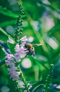 阳光下的紫色花海与勤劳的蜜蜂 阳光下的紫色花海与勤劳的蜜蜂