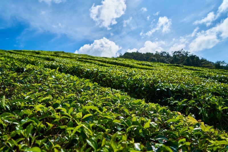 户外茶叶茶园