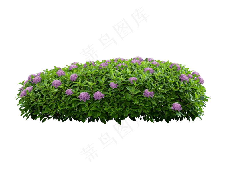 免抠开花灌木