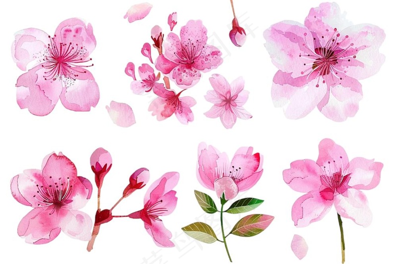 樱花桃花花朵花瓣花卉手绘插画插图免抠(1344x896)