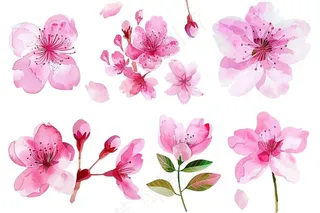 樱花桃花花朵花瓣花卉手绘插画插图免抠