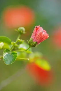 粉色的芙蓉花朵盛开植物1