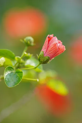粉色的芙蓉花朵盛开植物1