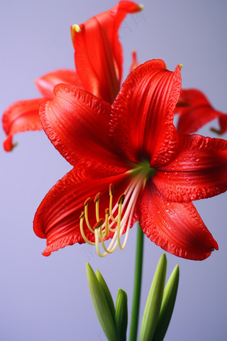 朱顶红鲜花红色摄影图