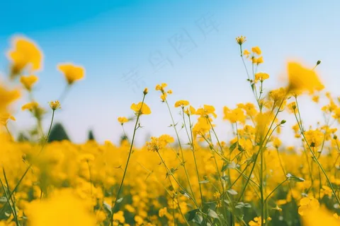 春天油菜花田黄色花雨水节气摄影图 春天油菜花田黄色花雨水节气摄影图