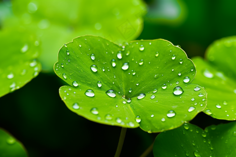 春天绿植绿叶挂着露珠水滴谷雨摄影图(4032x2688)