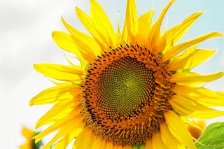 向日葵向阳鲜花摄影图