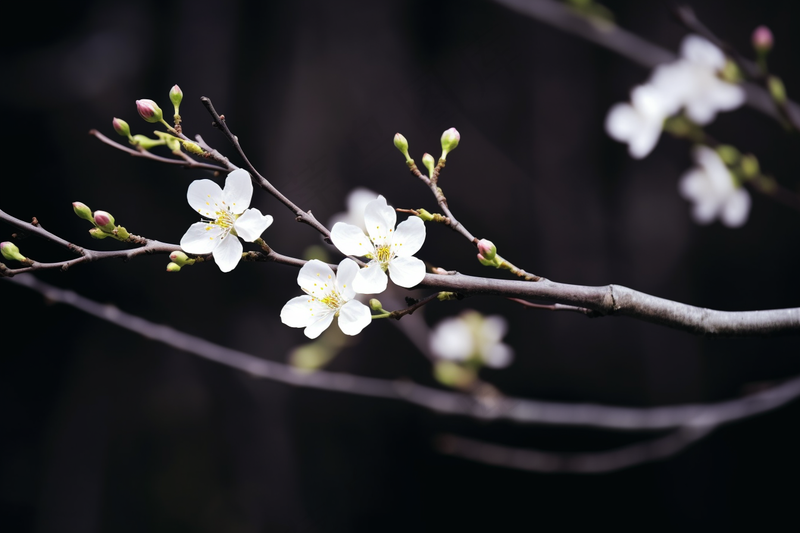 白梅冬季李子花梨花春天树枝抽新芽摄影图