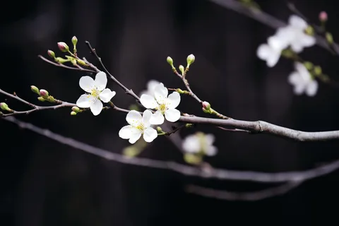 白梅冬季李子花梨花春天树枝抽新芽摄影图